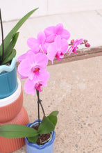 Load image into Gallery viewer, fuchsia orchid