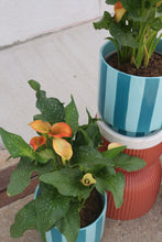 Load image into Gallery viewer, calla lily plant