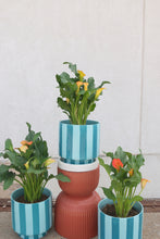 Load image into Gallery viewer, calla lily plant