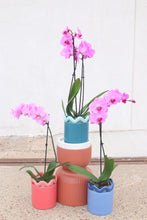Load image into Gallery viewer, fuchsia orchid