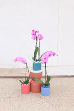 Load image into Gallery viewer, fuchsia orchid